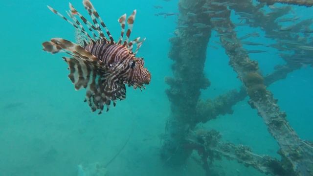 ??Movenpick Resort & Spa Tala bay Aqaba 5*. Мовенпик Тала Бей смотреть онлайн