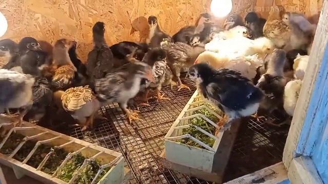 Брудер для цыплят. Варёное яйцо и молоденькая травка в корм цыплятам