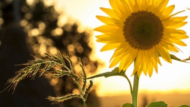 Экспресс - медитация: Дорога Домой. Успокойся и Расслабься Здесь и Сейчас. смотреть онлайн