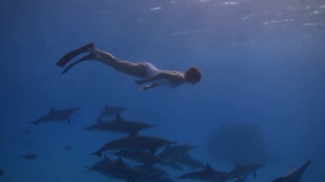 Прогулки с дельфинами Красного моря смотреть онлайн