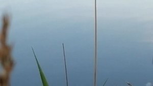 Ловля окуня на поплавок на червя. Клюёт каждую минуту ?!