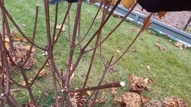 Высокая, средняя и низкая обрезка метельчатой гортензии Ванилла Фрейз (Ванила Фрайз) смотреть онлайн