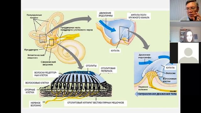Вячеслав Дубынин ФЧЖ 4 курс 2021 Лекция 4 равновесие смотреть онлайн