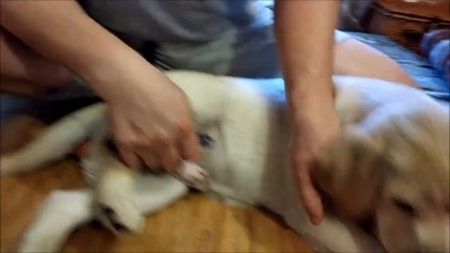 Как подстричь ногти (когти) щенку смотреть онлайн