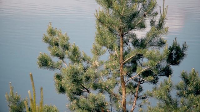 Кара-Чумышское водохранилище смотреть онлайн