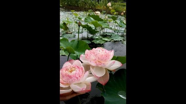 Shivkumar Sharma - рага Дурга смотреть онлайн