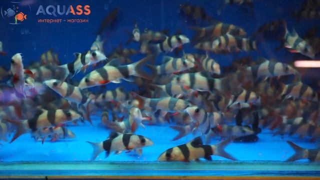 ?Aquass - Боция клоун (Botia Macracantha, Chromobotia macracanthus) смотреть онлайн