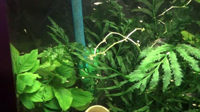 Биодизайн с гуппи | малышовник в джебо | выяснил почему дохли мальки боливийской бабочки смотреть онлайн