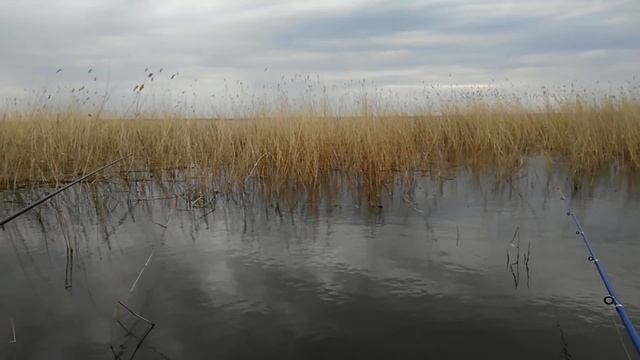 РЫБАЛКА НА ЗНАМЕНИТОМ ОЗЕРЕ НА КАРПА, ЛОВИМ В КАМЫШАХ, БОЙКИЕ РЫБЫ, СИЛЬНЫЕ РЫВКИ, ЛЕСКА ЗВЕНИТ! смотреть онлайн