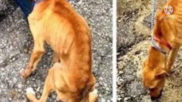 Переезжая хозяйка выкинула собаку в мусорный бак. Но карма до нее добралась смотреть онлайн