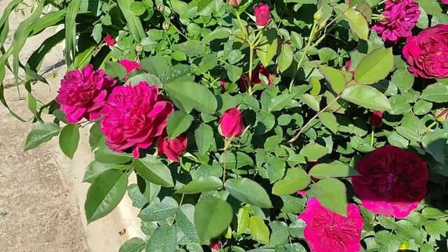 РОЗЫ. Darcey Bussell, D. Austin, Дарси Бассел смотреть онлайн