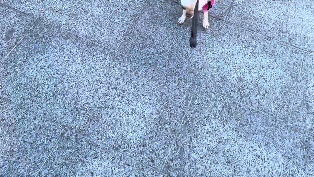 Прогулка по парку внушает веру в сказку. Чихуахуа Мия. смотреть онлайн