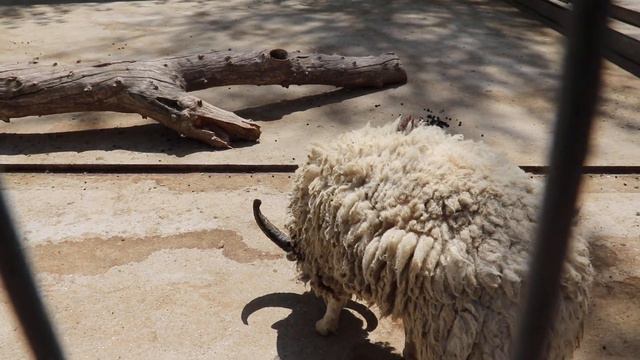 Джакоб позирует! Ура! Бахчисарайский зоопарк Крым Jacob is posing! Hooray! Bakhchisarai Zoo Crimea смотреть онлайн