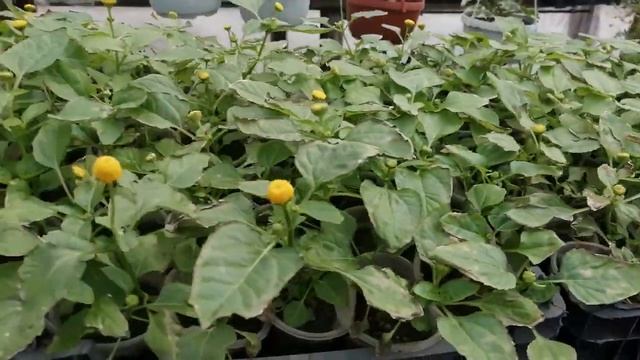 Спилантес. Посев, уход. Обзор.