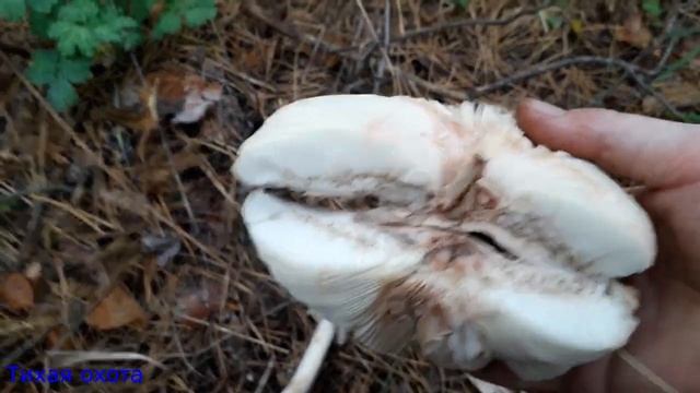 Хлорофиллум оливье (разновидность зонтика краснеющего) , гриб денежка и другие смотреть онлайн