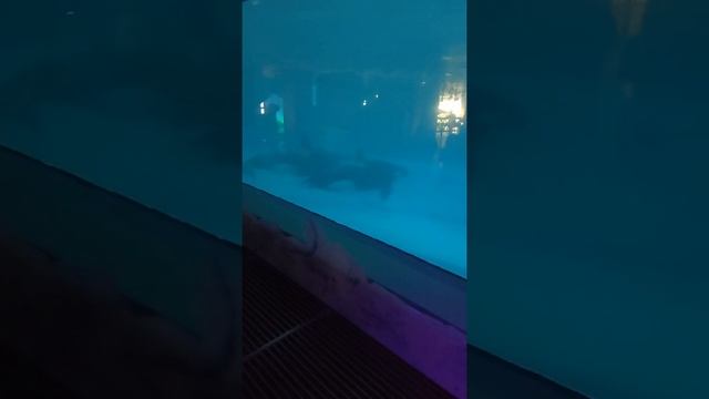 14 августа 2021 г. I КОСАТКИ I ОГРОМНАЯ КОСАТКА I РЫБА КОСАТКА I НА КОСАТКУ I ЗА КОСАТКОЙ I #shorts смотреть онлайн