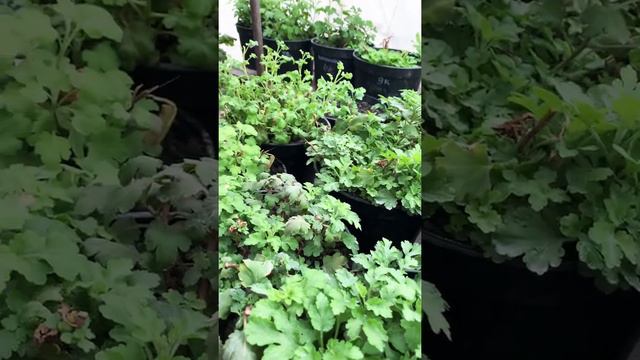 Сад хризантем приглашает подписаться 🤝 смотреть онлайн