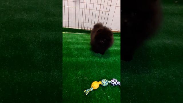 Померанский Шпиц смотреть онлайн