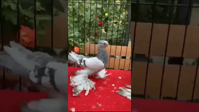 Таких голубей не каждый день увидишь мощные. Двухчубые голуби. Tauben. Pigeons. Palomas. Pombos.