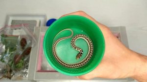 Распаковка животных! Приехали разные тараканы, подвязочная змея и растения.