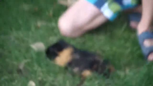 VLOG:КУПИЛИ ВАФЕЛЬНИЦУ! 05 06 17