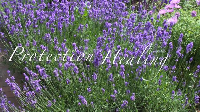 The Last Rose of Summer - The Secret Language of Roses and Lavender ♪ смотреть онлайн