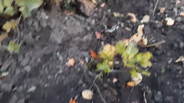 Внесите под Смородину Осенью 3 ст.л ЭТОГО раствора. Размер с монетку и сладость - обеспечена. смотреть онлайн