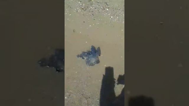 Медузы как ловить смотреть онлайн