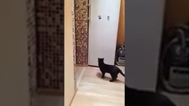Лазерная мышка смотреть онлайн