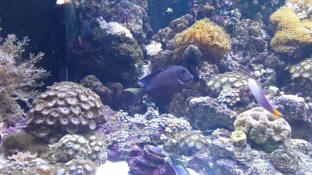 Хирург Ктенохет смотреть онлайн