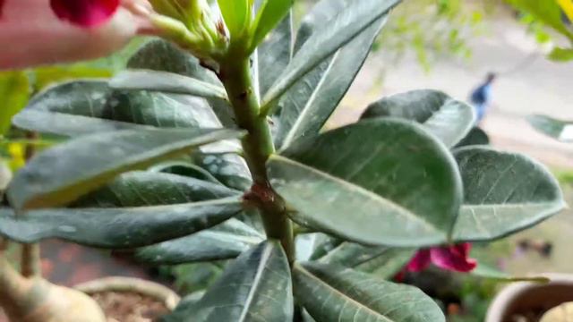 Adenium 😍 смотреть онлайн