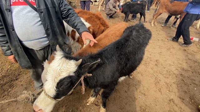 ҚЫЗЫЛОРДА МАЛ БАЗАРЫ 20.04.2021 смотреть онлайн