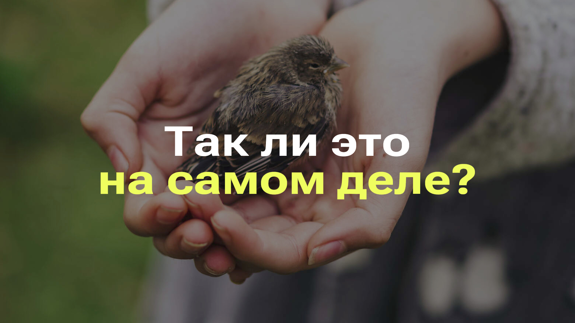 ПТЕНЦОВ НЕЛЬЗЯ ТРОГАТЬ I ЕСЛИ ЧЕЛОВЕК ДОТРОНЕТСЯ ДО ПТЕНЦА, МАТЬ ЕГО БРОСИТ смотреть онлайн