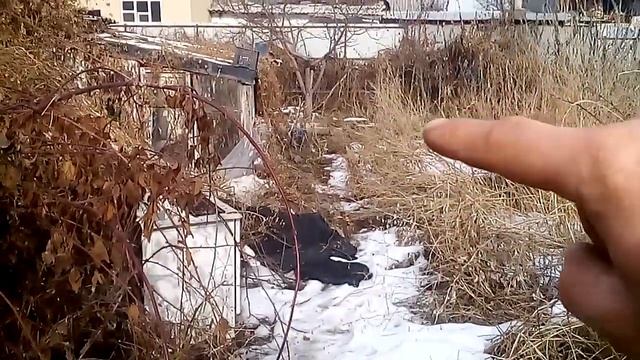 Начало стройки теплицы/парника. Планировка предварительных работ. смотреть онлайн