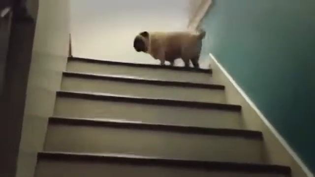 мопс и лестница смотреть онлайн