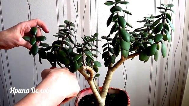 Денежное дерево (крассула, толстянка). Формирую крону. смотреть онлайн
