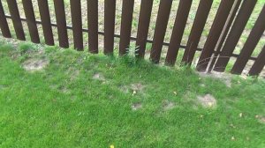 Нужна ли СЕТКА ОТ КРОТОВ под газон? ГАЗОН своими руками БЕЗ КРОТОВ.