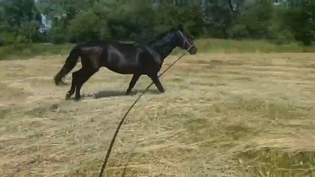 жеребец кросс андалуза 2021 г.р. (продажа)