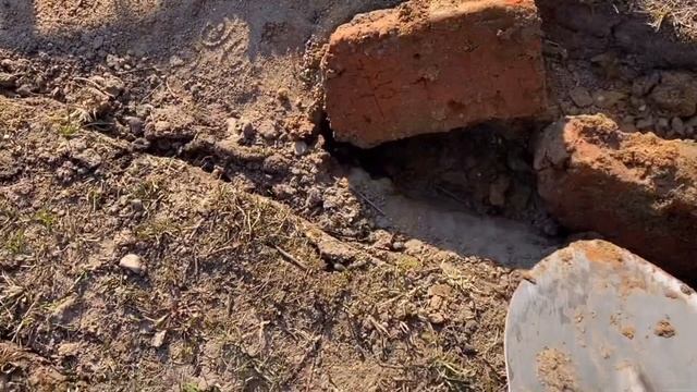 26.04.20. Сделали прививки на дикую яблоню. смотреть онлайн