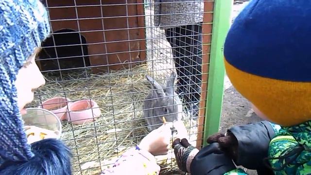 двойняшки в контактном зоопарке с бабулей и дедом .1 мая смотреть онлайн