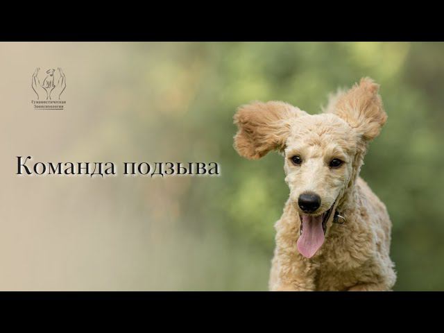 Подзыв собаки