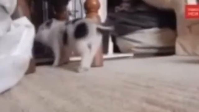 Свинья танцует.(для видео) смотреть онлайн
