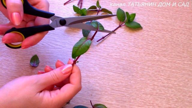 РАЗМНОЖЕНИЕ ФУКСИИ смотреть онлайн