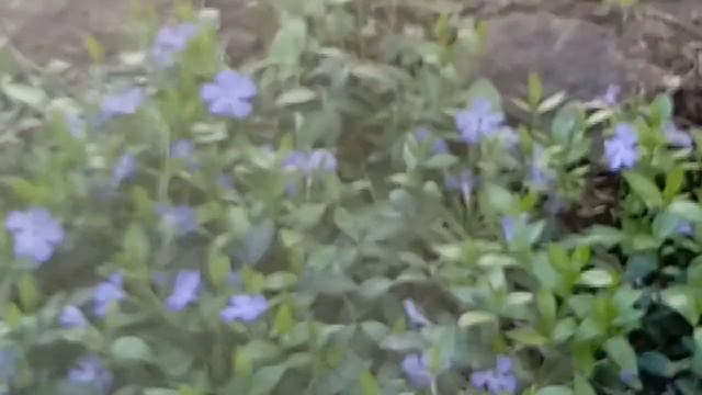 СИРЕНЬ И ДРУГИЕ. НА ДАЧЕ смотреть онлайн