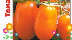 Томат Маруся. Краткий обзор, описание характеристик, где купить семена solanum lycopersicum Marusia