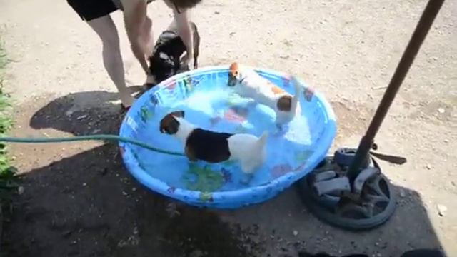 mer om litten envis jack russell terriers with friends