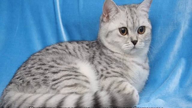 Кот Вискас шотландской вислоухой породы