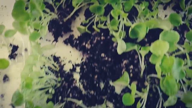 Пикирование сеянцев смотреть онлайн