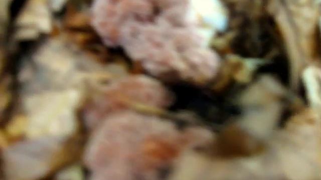 Рамарія гроновидна. (Рогатик гроновидний) лат. Ramaria botrytis смотреть онлайн