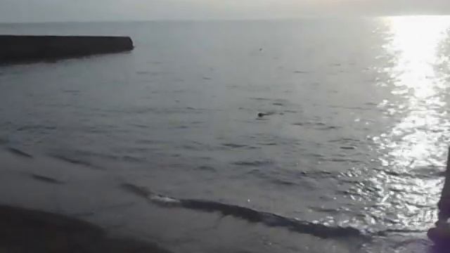 Сочи. Собаке - море по шейку... смотреть онлайн